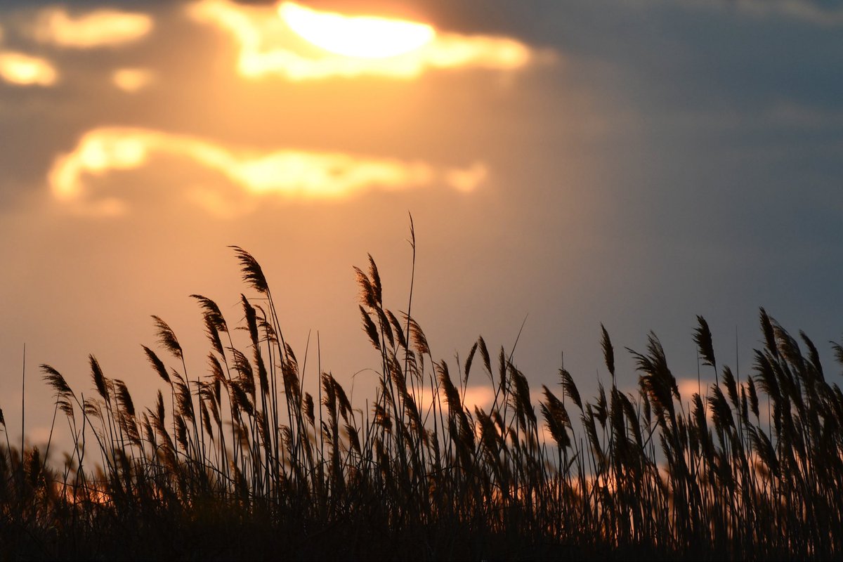 karatepride's tweet image. Beautiful Images sometime show up out of nowhere. #Flickr #sunset #waterview #LongIsland 
flic.kr/p/2okQrv8