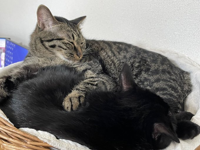 ほどよく冷えはじめ猫ちゃんもだんだん丸まってきた。
もう少し暖かくしてあげたい所なのだが、ふわふわの寝床を巨大なぬいぐるみと思っておりハンティングをはじめてしまうのでなかなか難しい。 