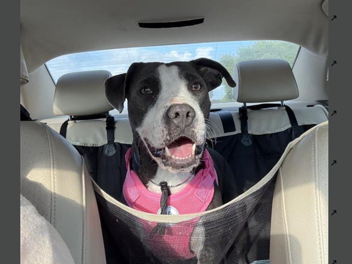 beeleevitonly's tweet photo. 🆘️urgent #adoptable ONI #A383755
#CorpusChristi #TX 2 yo female, spayed
#PibbleMix awesome personality, did great at Doggy Day Out. Pls share 🙏 #Adoptashelterpet #FostersSaveLives #Pledge4Rescue
📧ccacsrescues@cctexas.com
https://t.co/W6x304Z6WA https://t.co/UqXUlRgQJi