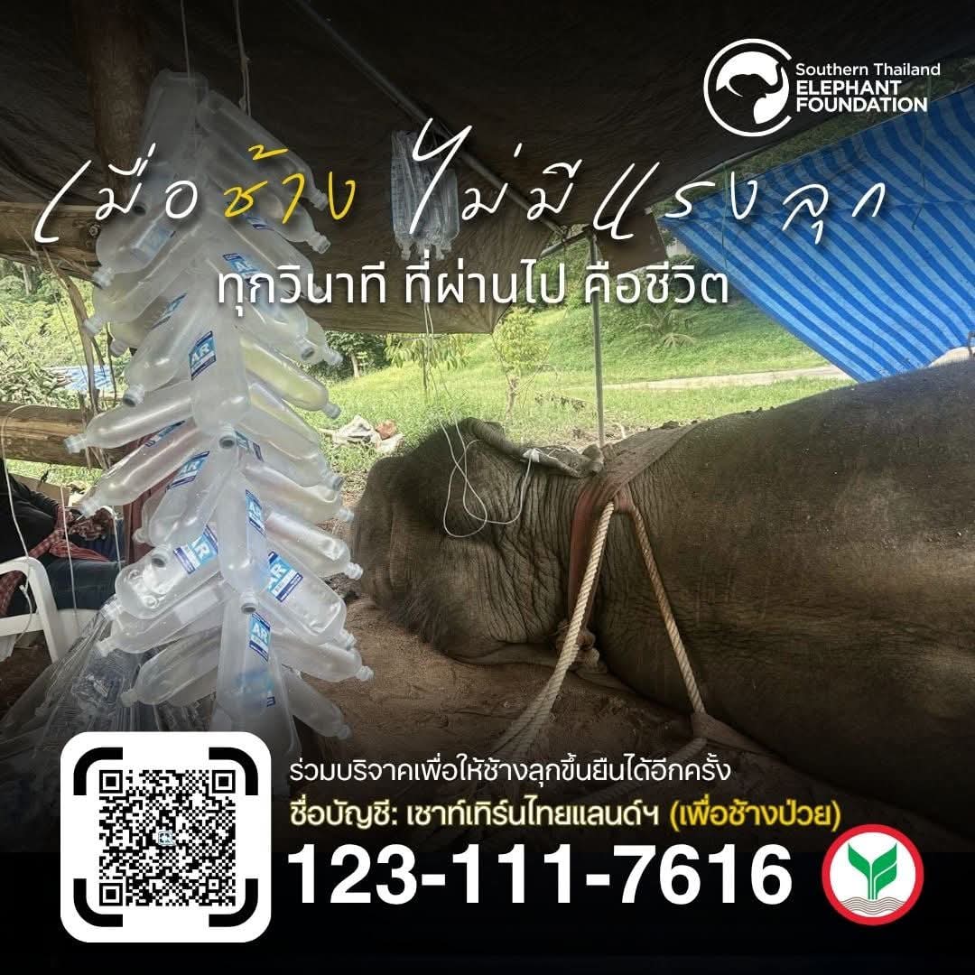 🐘 ช่วยยกชีวิตให้ช้างลุกขึ้นอีกครั้ง 🐘

ภาวะช้างลุกไม่ขึ้น คือเหตุฉุกเฉินที่ต้องช่วยทันที เพราะยิ่งนอนนาน ยิ่งเสี่ยงเลือดไม่ไหลเวียน กล้ามเนื้อตาย และอาจเสียชีวิตได้ ทีมสัตวแพทย์โรงพยาบาลช้างพังงา กำลังช่วยกันพยุง พลิกตัว ให้น้ำเกลือ ยาบำรุง และใช้รอกหรือเครน