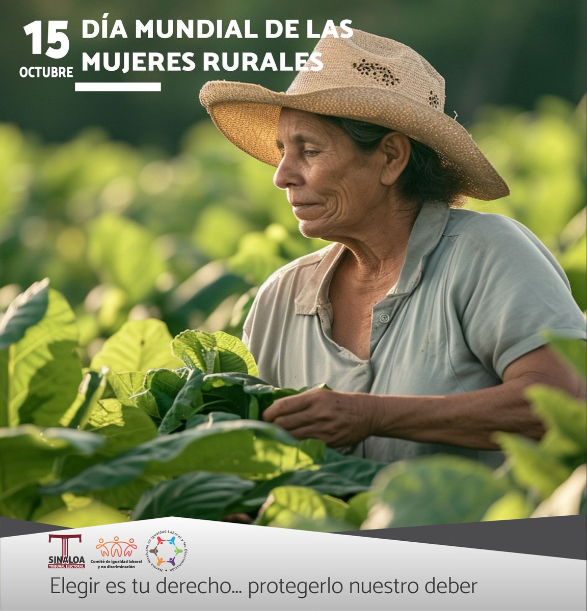 Hoy, 15 de octubre, se conmemora el Día Mundial de las Mujeres Rurales. En Sinaloa, las mujeres rurales han sido pieza fundamental para el desarrollo de nuestro estado. Reconocer su papel en el campo no es un acto simbólico, sino una exigencia de justicia: ellas garantizan la