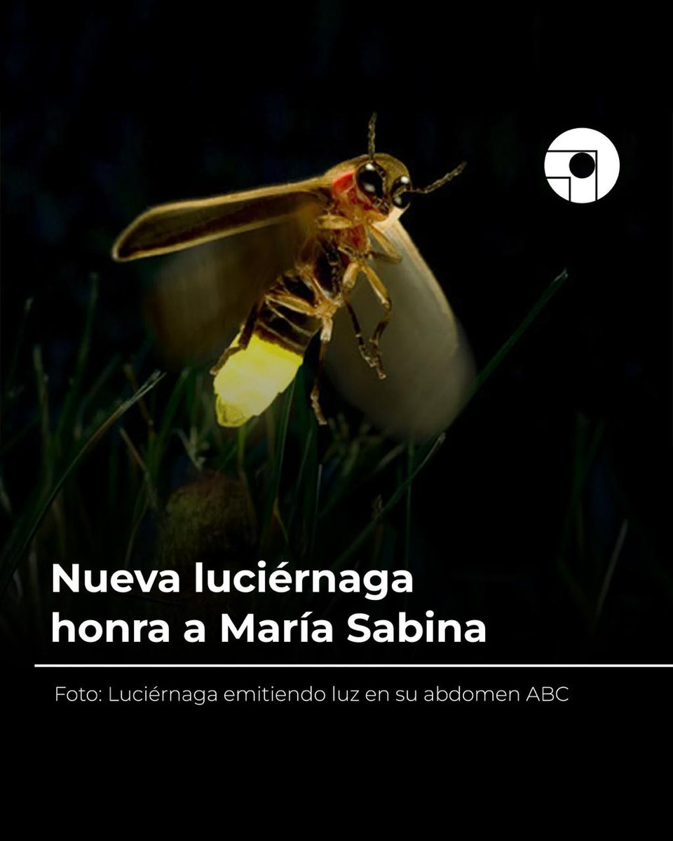 OnceNoticiasTV's tweet image. ✨ La nueva #luciérnaga descubierta en el Bosque de #Chapultepec ya tiene nombre. Se llamará Photinus mariasabinae, en honor a la curandera mazateca María Sabina, símbolo de conexión con la naturaleza y la sabiduría ancestral. El nombre fue elegido por votación ciudadana. 

Un