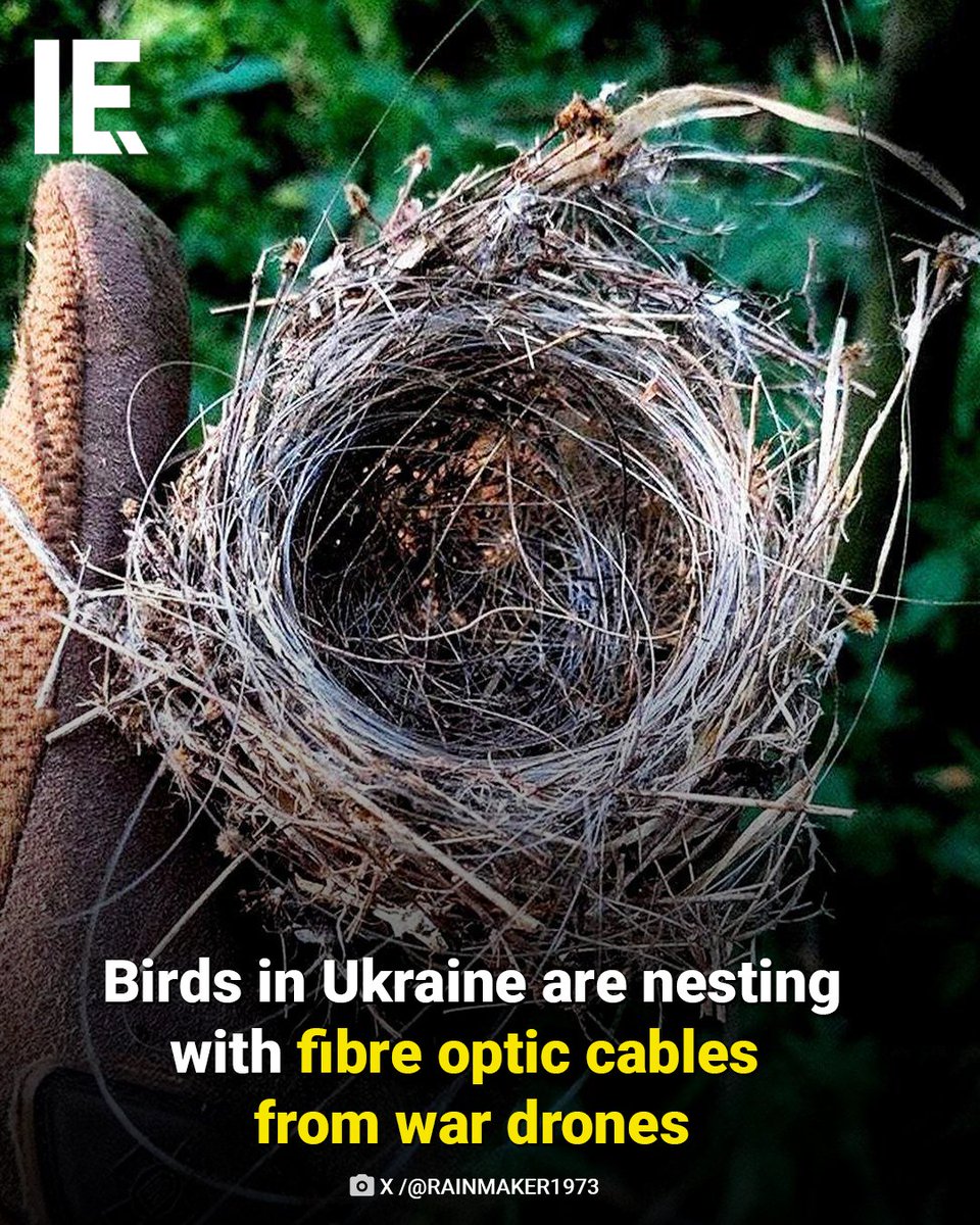 IntEngineering's tweet image. Near the frontlines in Ukraine, birds are using fibre optic wires from destroyed FPV drones to build their nests. Discovered by the 12th Azov Brigade near Toretsk, this striking image shows how nature adapts even in the harshest conditions.
#Ukraine #WarAndWildlife #FPVDrones…