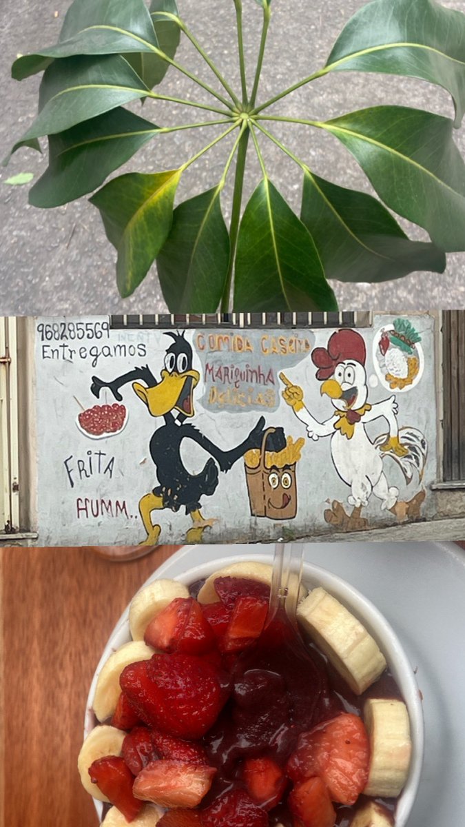 LetterZe's tweet image. cheirosa carioca agradecer