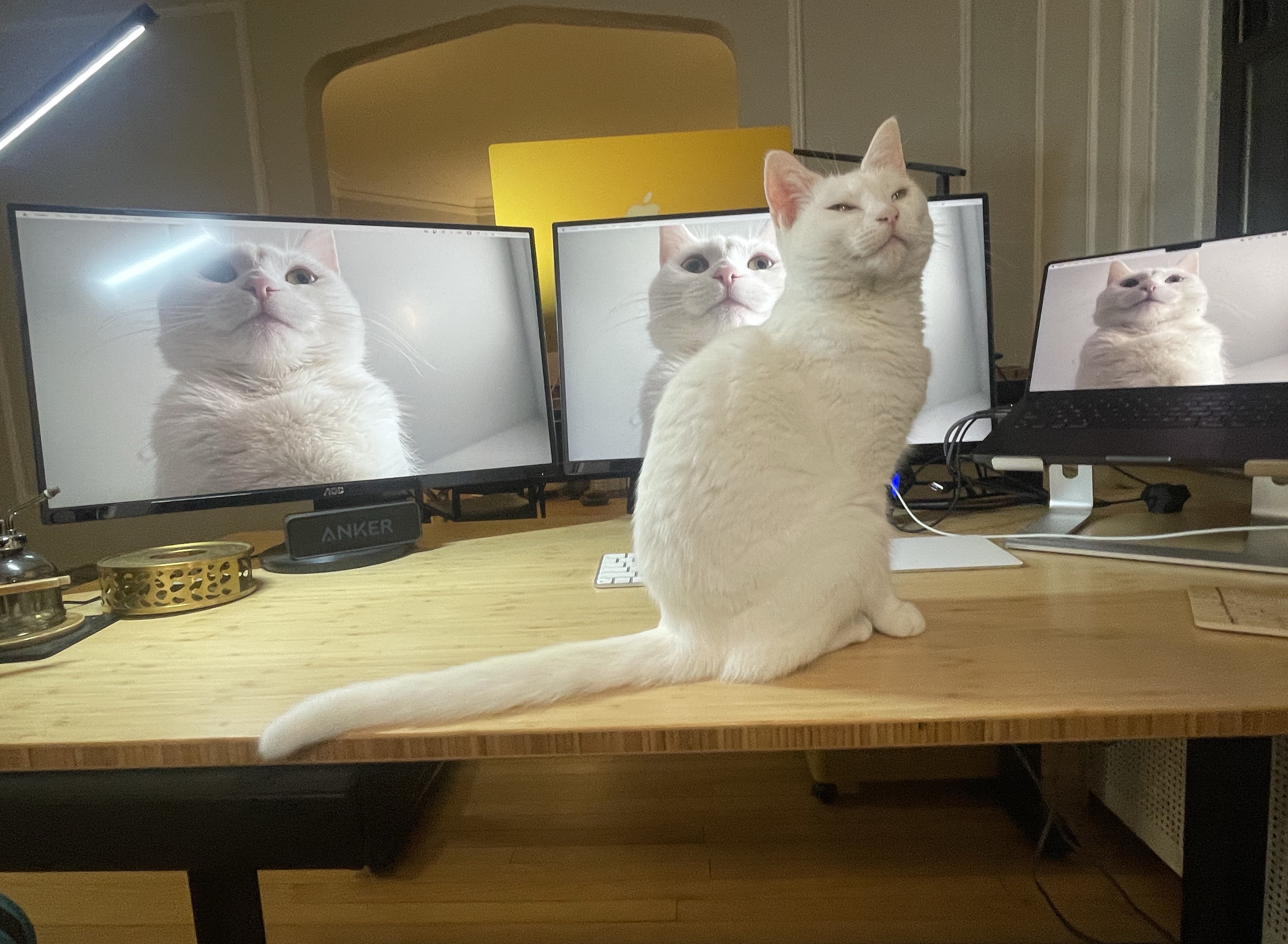 おくま (@toki_0907) / X