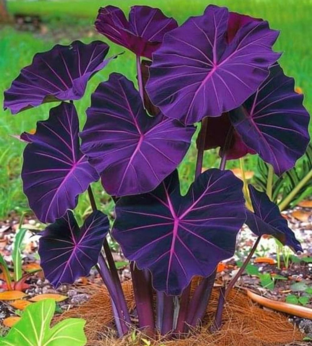 A natureza não tem uma forma exata, mas é linda em todos os seus nuances.