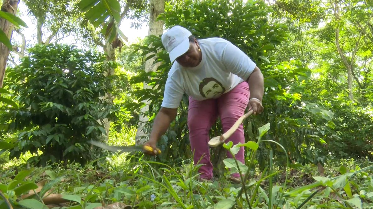BeatrizJUrrutia's tweet image. Mujeres rurales, orgullo de #SantiagoDeCuba.