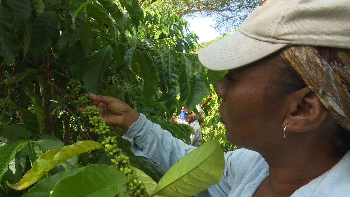 BeatrizJUrrutia's tweet image. Mujeres rurales, orgullo de #SantiagoDeCuba.