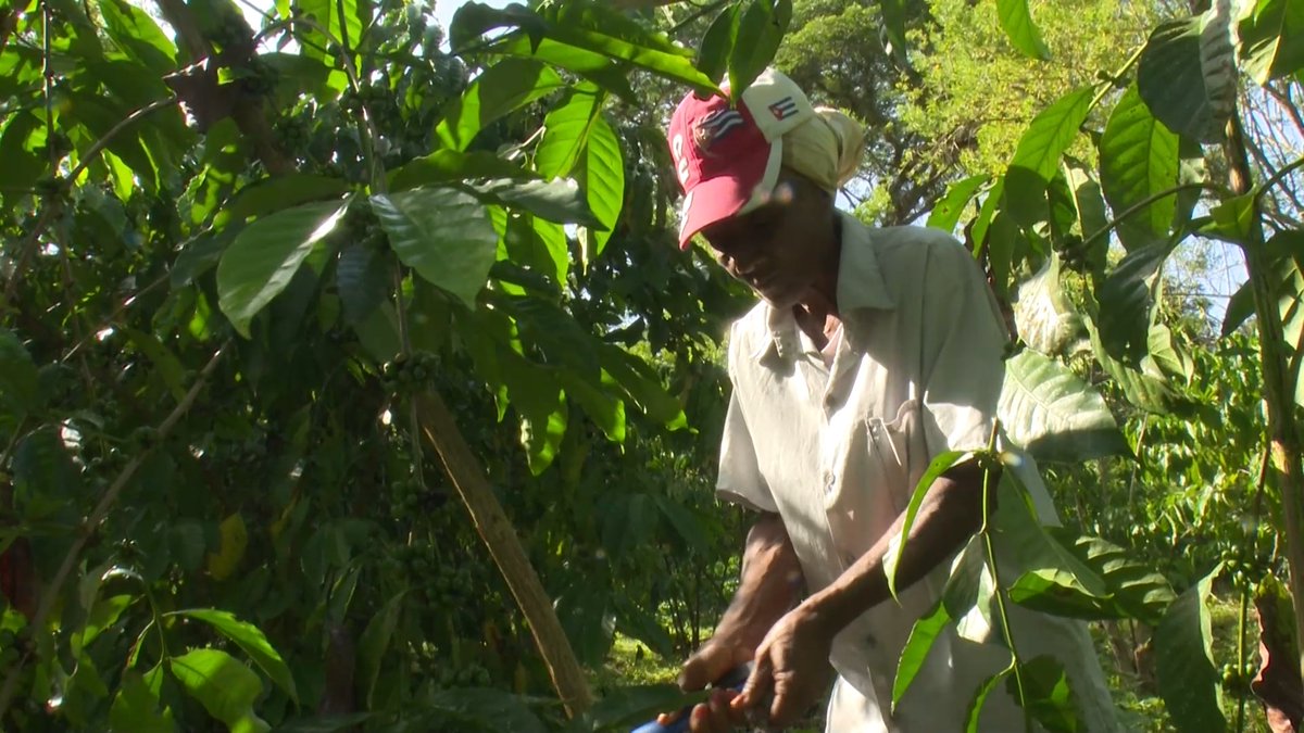 BeatrizJUrrutia's tweet image. Mujeres rurales, orgullo de #SantiagoDeCuba.