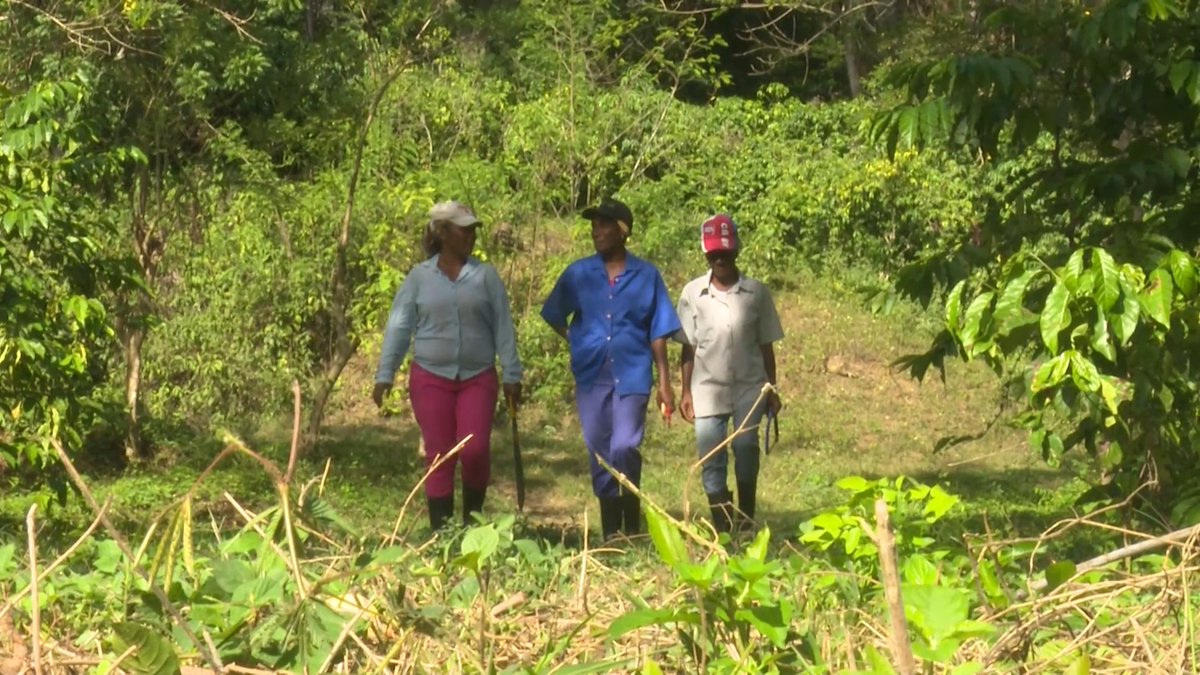 BeatrizJUrrutia's tweet image. Mujeres rurales, orgullo de #SantiagoDeCuba.