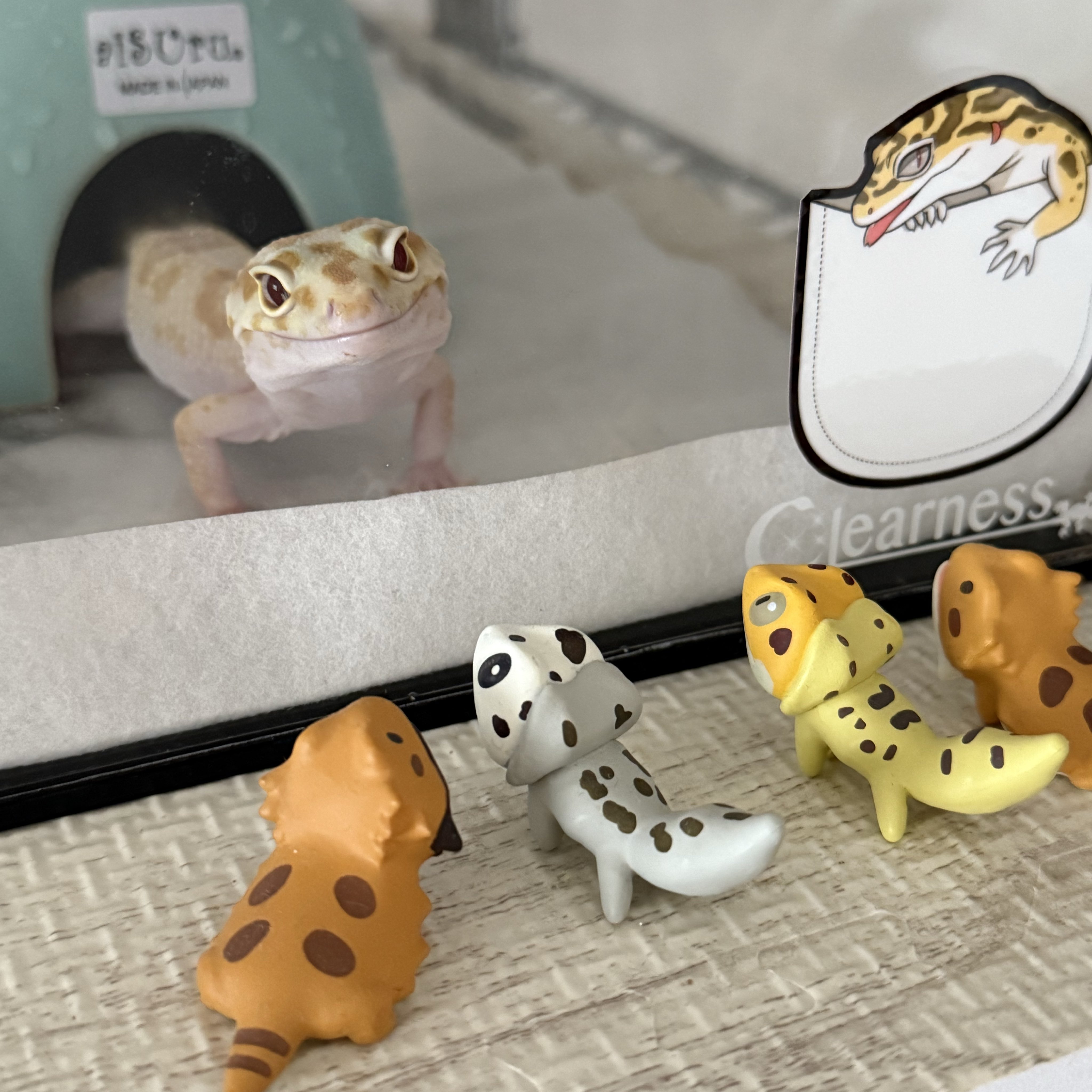 あっちゃん あさり🦎🍎🍏 on X: 