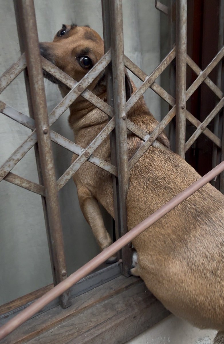 mariafmdf's tweet photo. minha cachorra sumiu hoje olha onde essa praga tava mdsss ela olhando de canto de olho https://t.co/7agftqM1zE