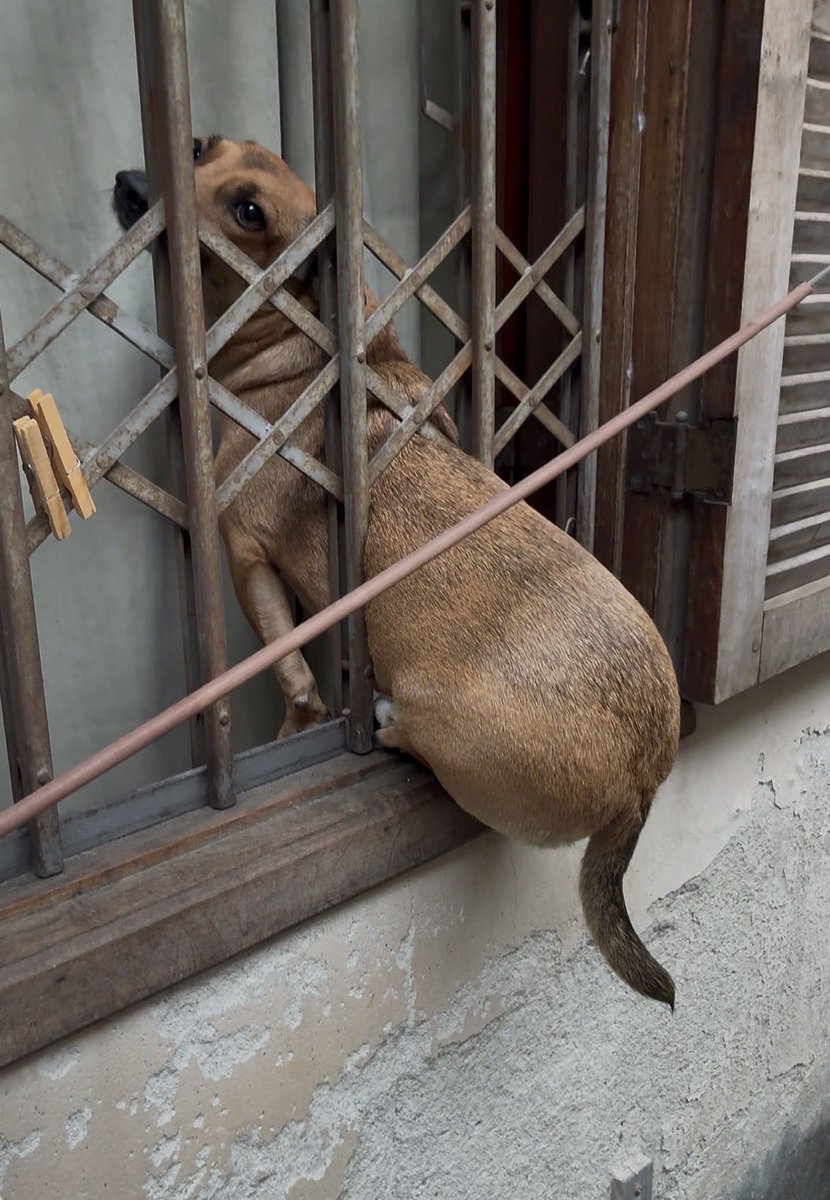 mariafmdf's tweet photo. minha cachorra sumiu hoje olha onde essa praga tava mdsss ela olhando de canto de olho https://t.co/7agftqM1zE