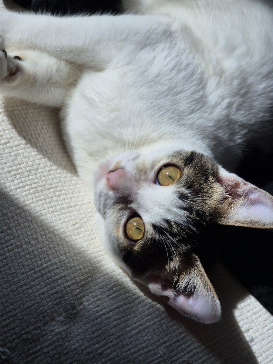 그 단춧구멍같던 눈이 이렇게 보석같은 눈이 되다니... 다시 봐도 감동이야...