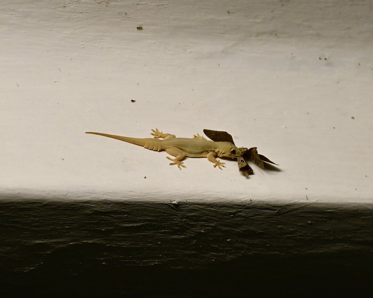 BERCtrails's tweet photo. An hour of drama, captured in just two pictures.

The patience of House Geckos is a virtue.
They make it seem like nothing is happening, but they’re always moving. Even the waiting is timed with precision.

Your own home, more likely than not, hosts moments of wild craft too. https://t.co/16FolBcb5d
