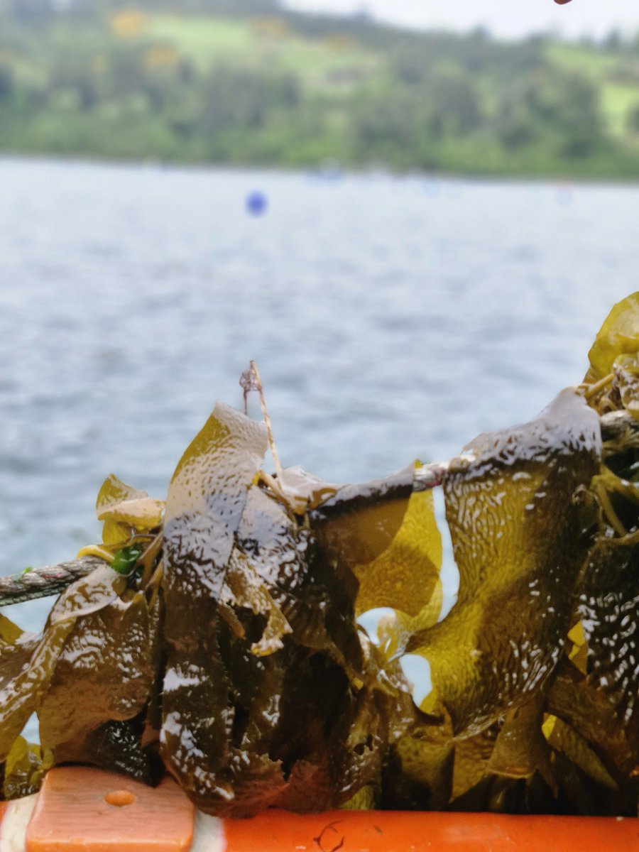 En el marco de nuestra segunda gira técnica, viajamos junto a beneficiarios del PDT #AlgasAtacama de <a href="/corfoatacama/">Corfo Atacama</a> hasta #Chiloé para visitar los cultivos de algas de Fertum para el desarrollo de bioestimulantes y otras soluciones para el agro 🌱🌱🌱