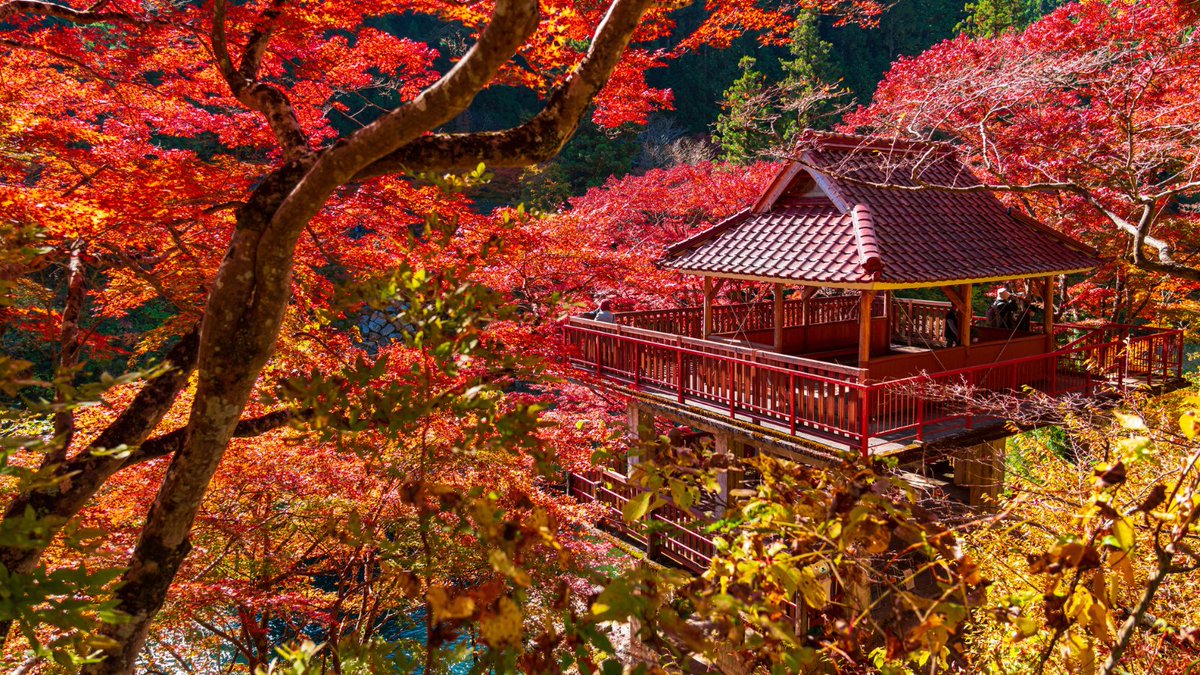 秋の鮮やかにゃ色に紛れるのが得意技ニャ😼🍁

#カテエネコを探せ #紅葉