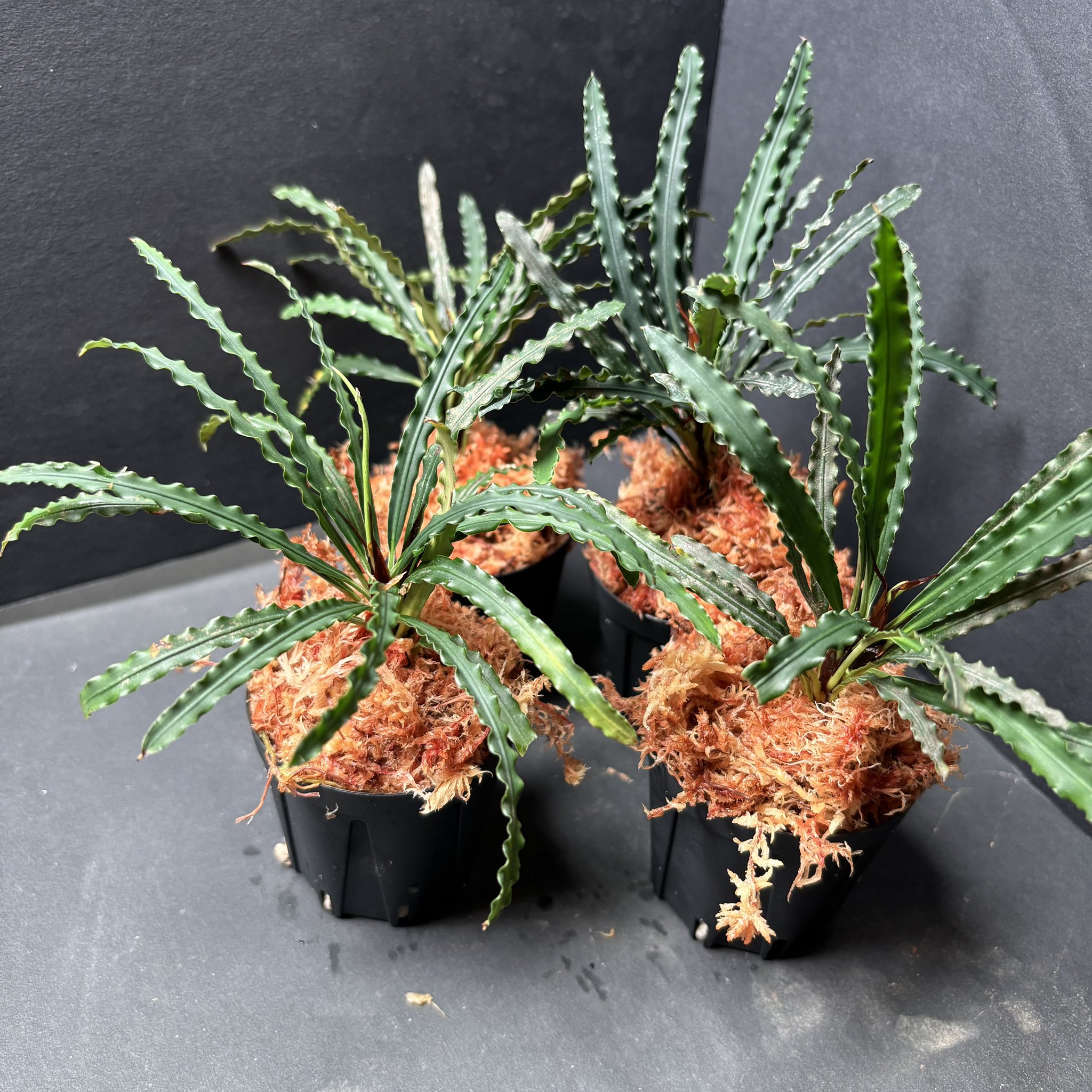 BG｜BLEND GREEN (@BLEND_GREEN_) / X