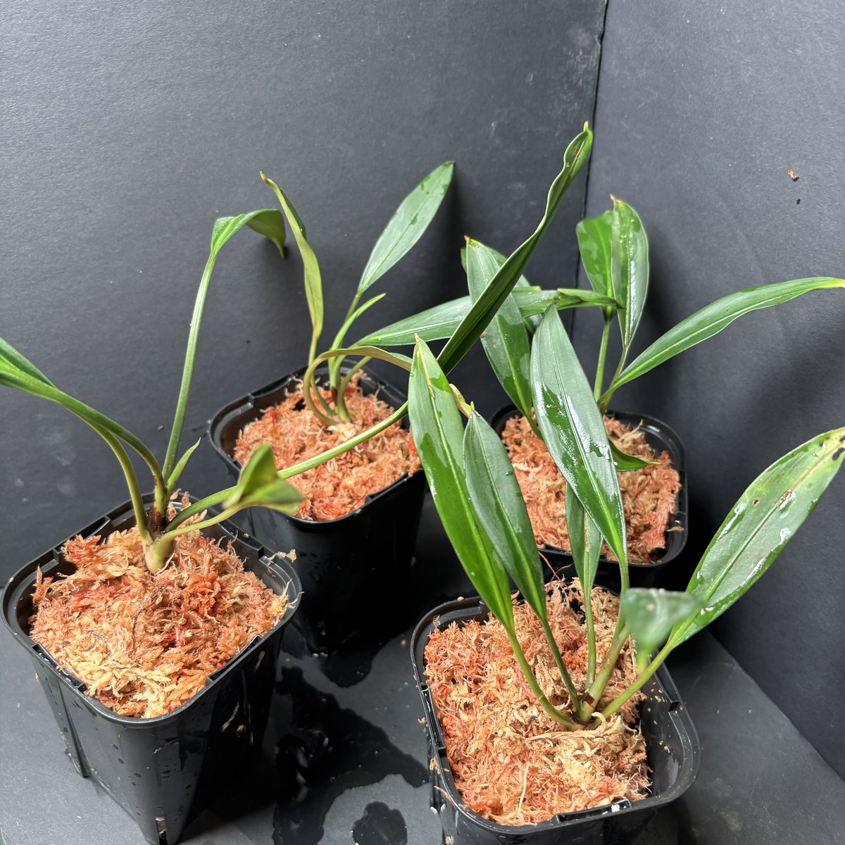 超希少❗️アグラオネマゴールデンドラゴン新葉展開中✨️ 超希少❗️アグラオネマゴールデンドラゴン新葉展開中