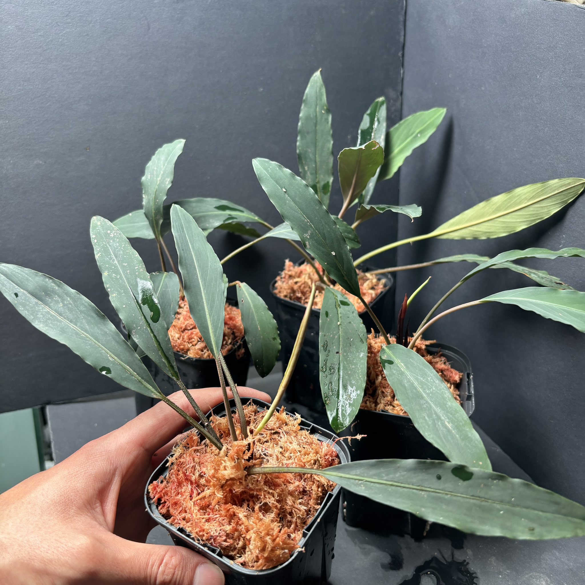 超希少❗️アグラオネマパールオブタイランド新葉展開中✨️ 超希少