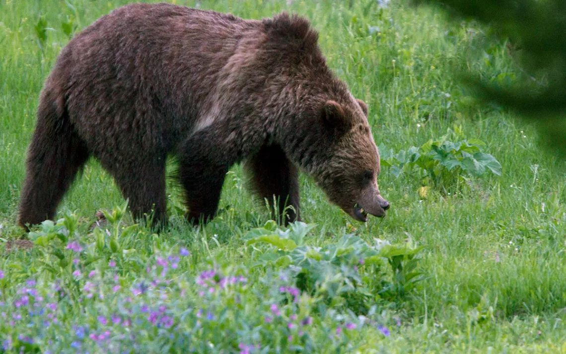 We love a good wildlife corridor reconnection + wildlife crossing + educated Bear Smart community! Way to go #Montana. buff.ly/1BJQlbD