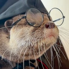 shotaro as otters 🦦 (@shotaroasotter) on Twitter photo 