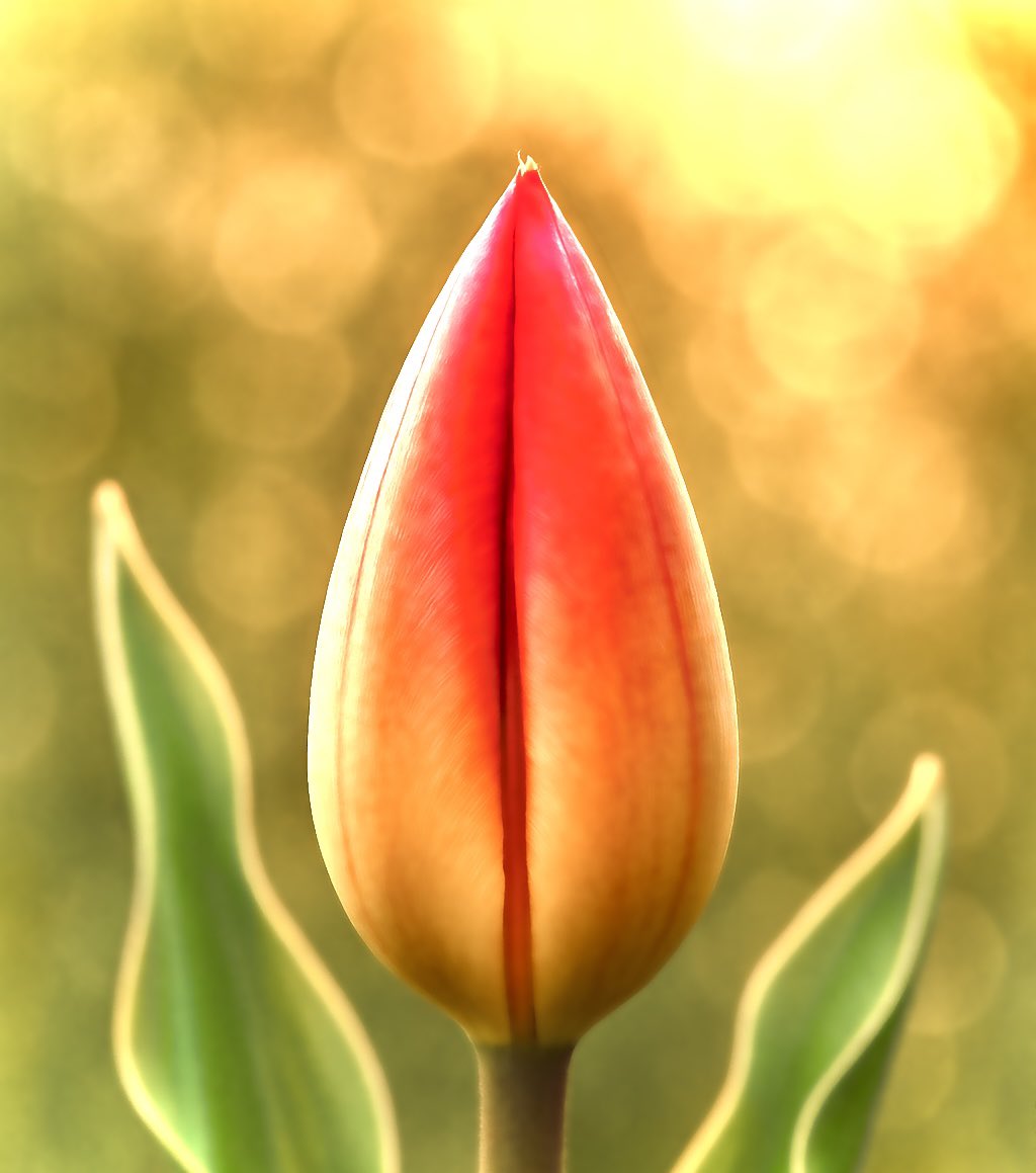 Remember Tulip Fever ? When Tulip Bulbs became a form of currency. And a representation of Value .. Where a single rare Tulip bulb could buy you a grand house on Amsterdam’s Grand Canal .. considered at that time one of the most expensive Real Estate in Europe .. 

Till the crash