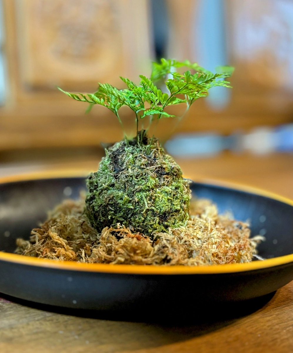 苔玉・苔 puyozou 苔玉・苔 puyozou 苔玉の作り方・育て方の基本 苔玉・苔 puyozou 苔玉・苔 puyozou 苔玉の作り方・育て方の基本