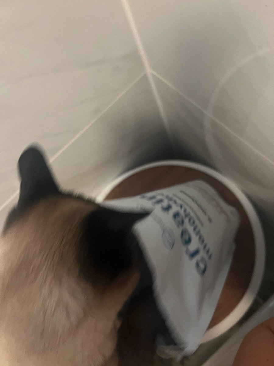 The cat yearns for creatine
