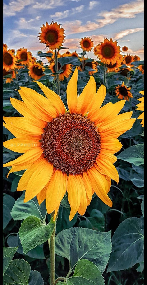 اللَّهُمَّ ارْزُقْنَا الرِّضَا وَرَاحَةُ البَالِ وَصَلَاحُ الحَالِ وَجَبْرُ الخَاطِرِ يَا رَبَّ العَالَمِينَ🧡

صَــبَــاحُ الــخَــيْــرِ⛅🧡☕