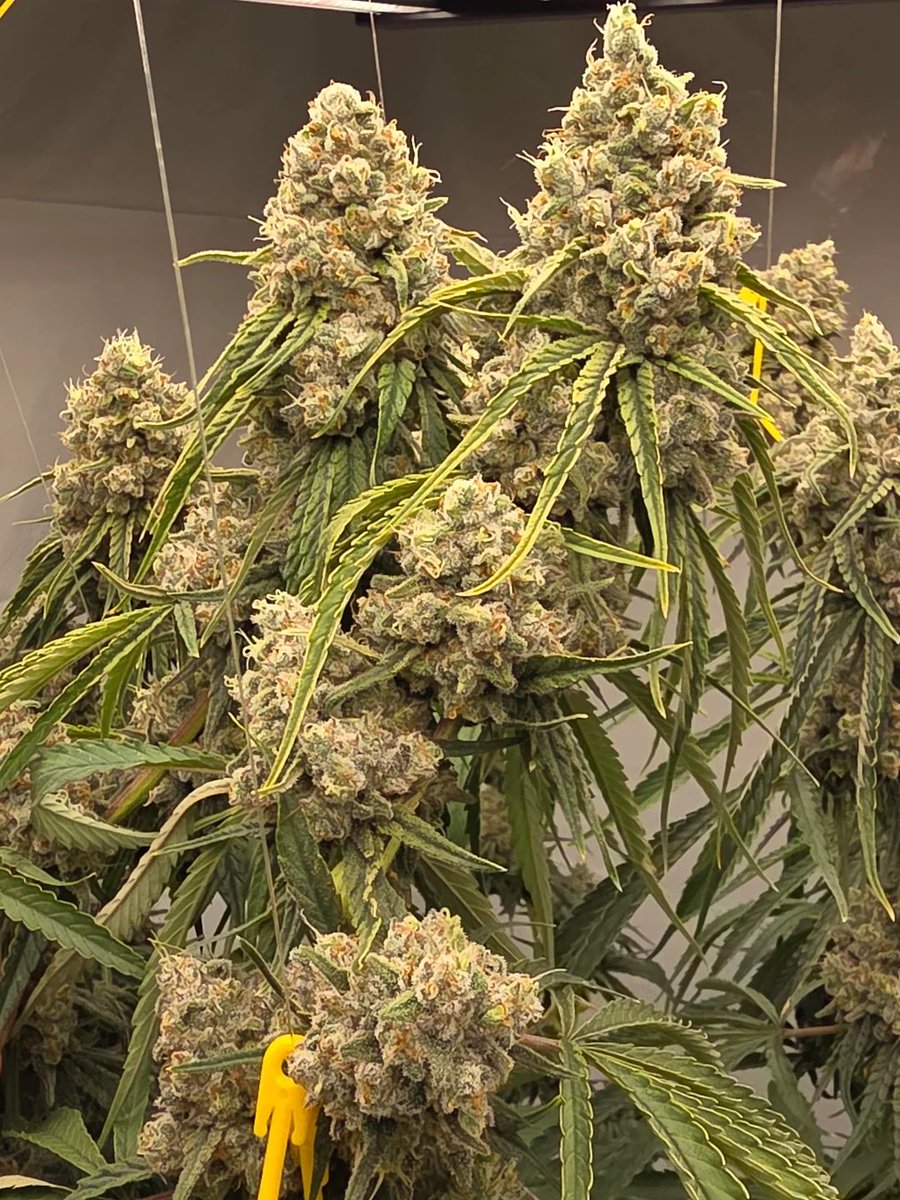 OGRascalGas's tweet image. Y’all name this strain