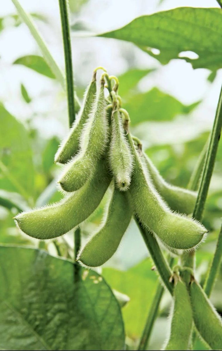 uwase2002's tweet photo. Soybeans a cornerstone of our farming legacy. Let's cherish and protect this vital crop that feeds and sustains us. Every pod is a promise, every harvest a responsibility. #CropConservation #SustainableFarming #ProtectOurHarvest https://t.co/IKYCtF3GEB
