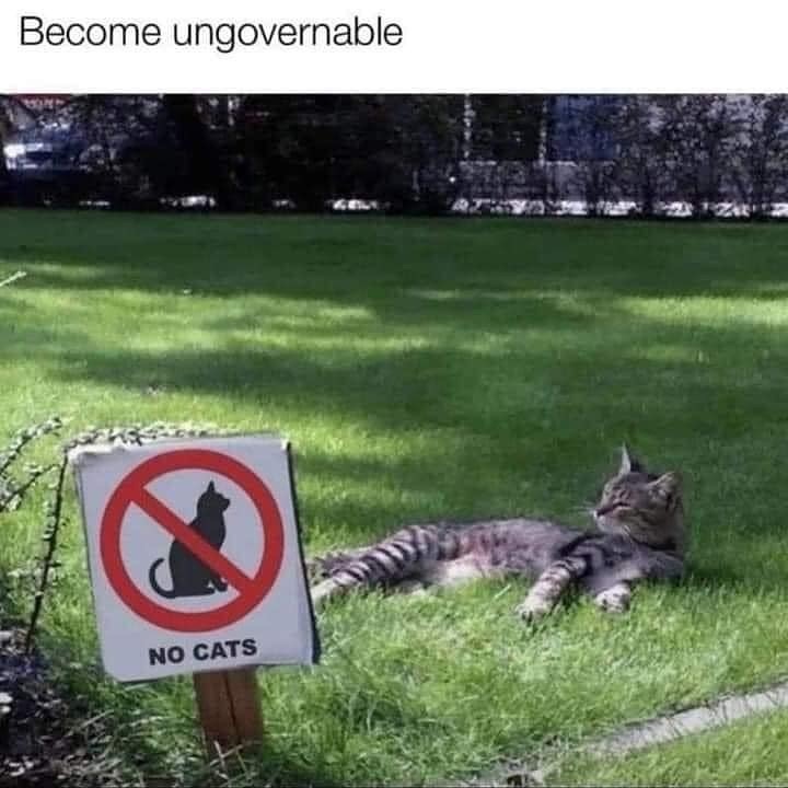 PunchingCat's tweet image. 