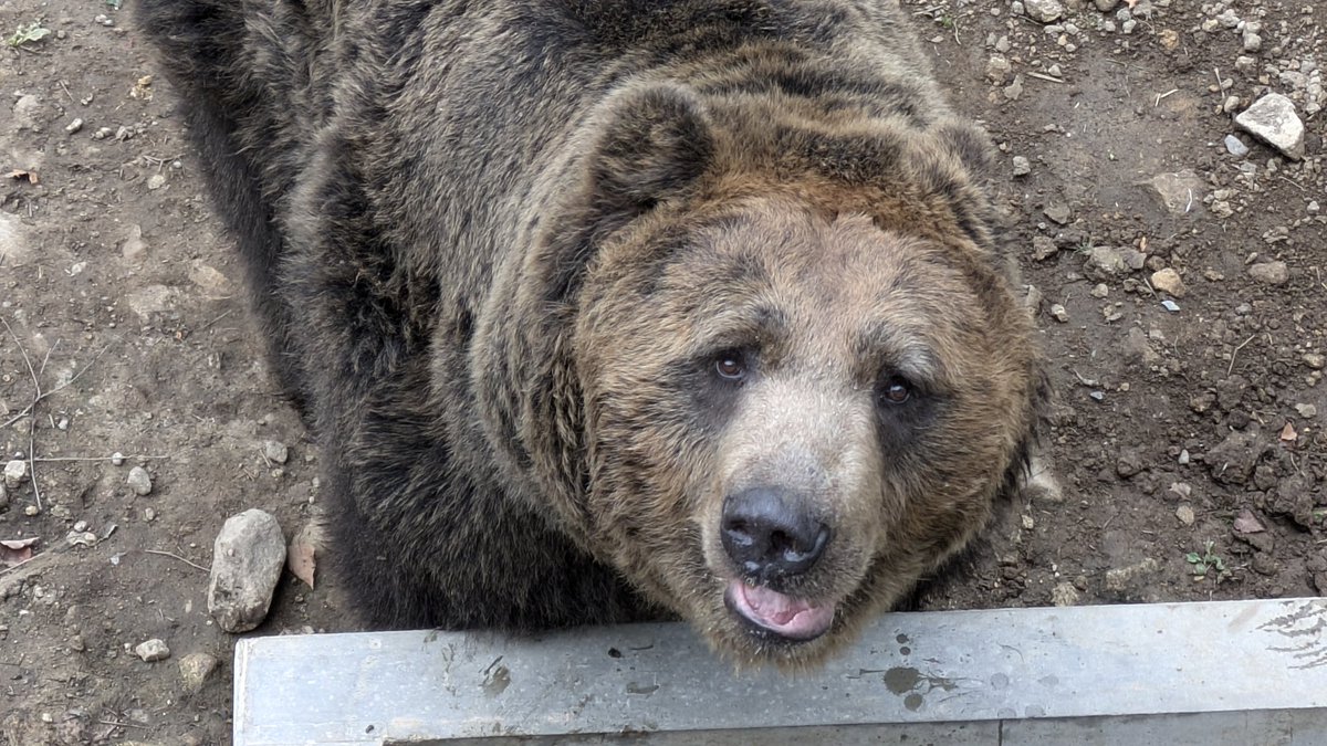 ベア・マウンテン今シーズン終了まであと3日！】 今朝のニコニコおテツ