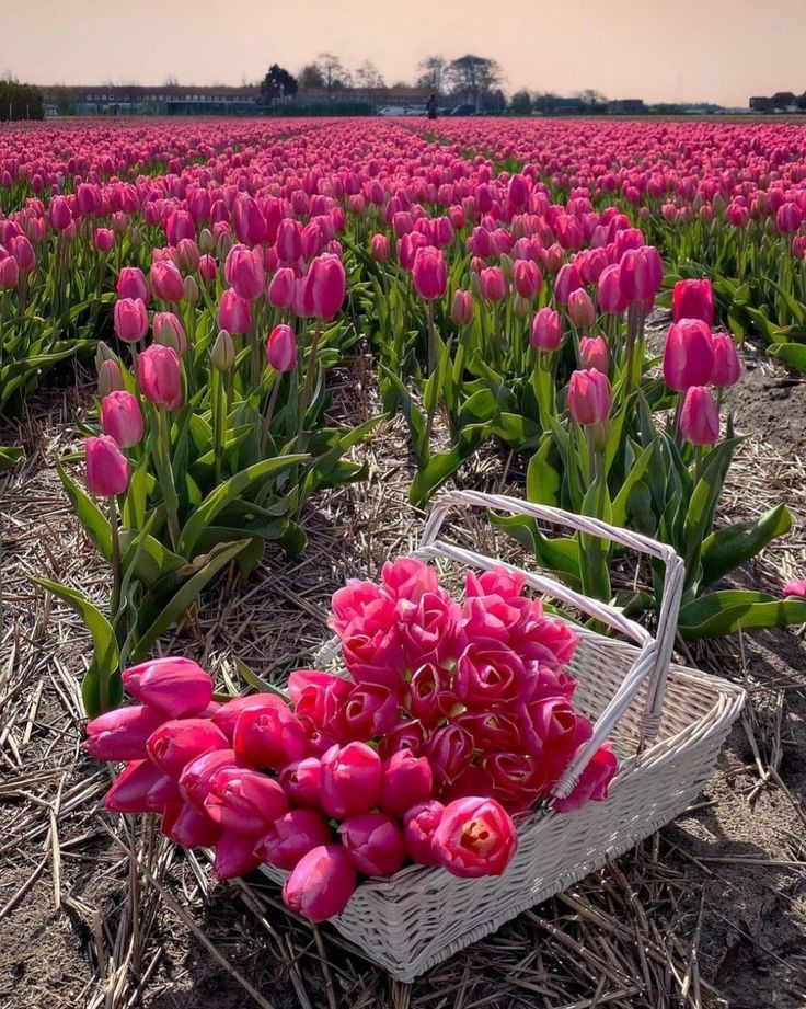 Only Tulips (@tutututututulip) on Twitter photo 