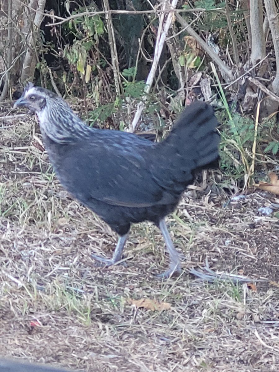 chefkevh's tweet image. #birb