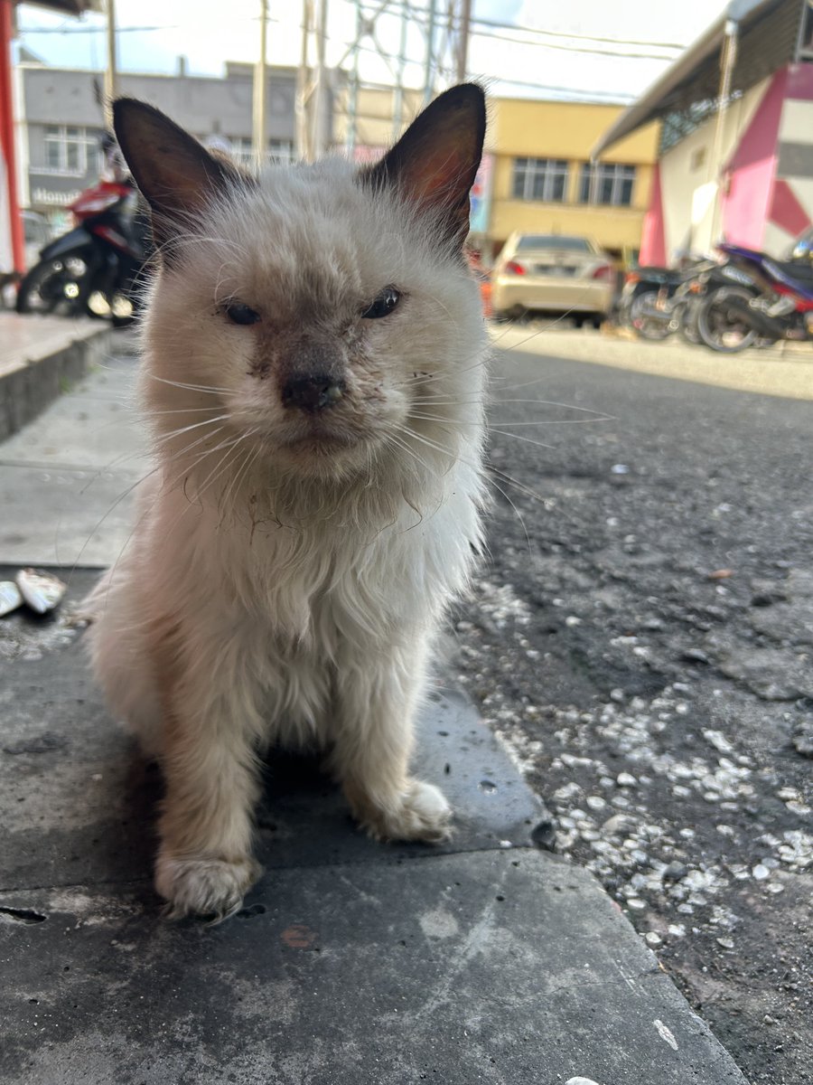 yemmeow's tweet photo. Orang baru buang kat market jitra. Kurus sangat. Kalau kucing sakit ja mesti kena buang ka? https://t.co/drYBXbMpd0