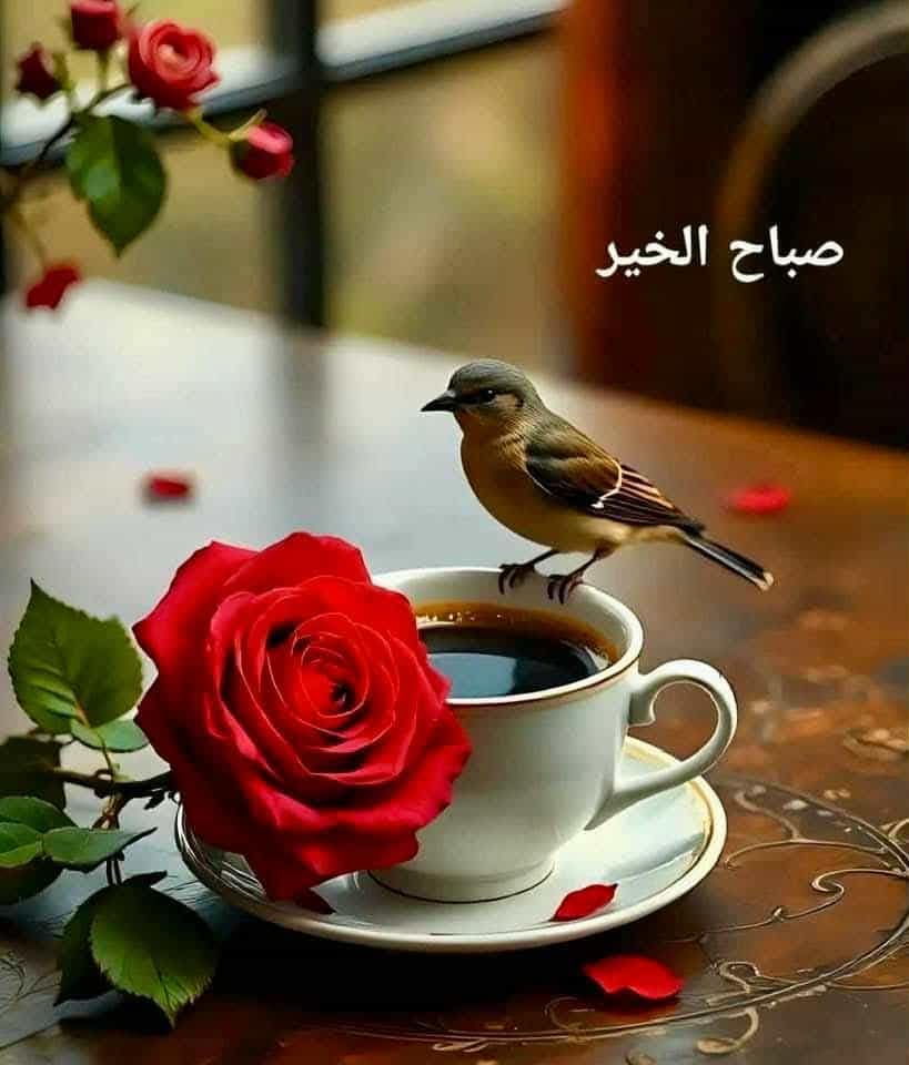 الشمس تشرق من الجنوب (ابو علي) (@ahmadhashemhot1) on Twitter photo 