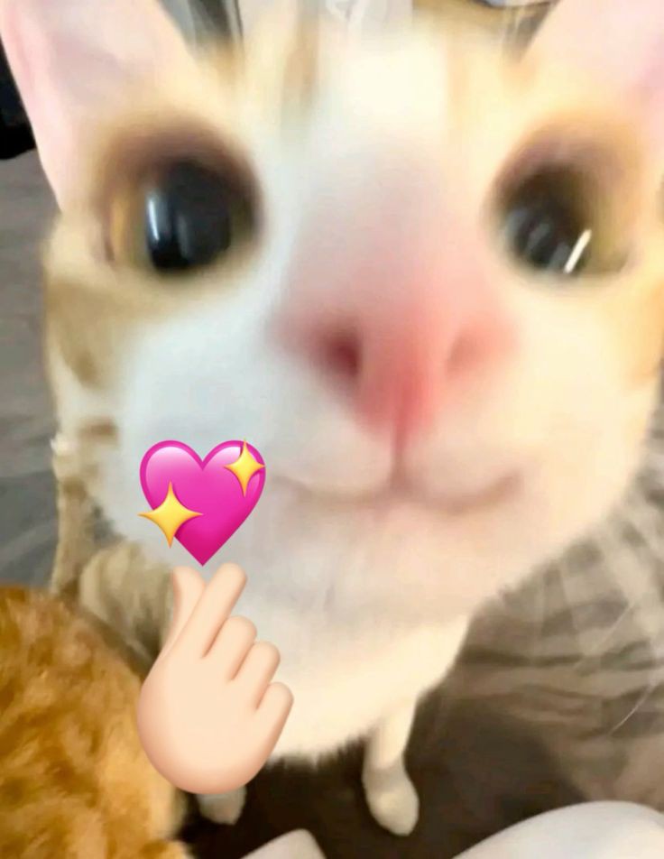CATTO 🍀 tweet media