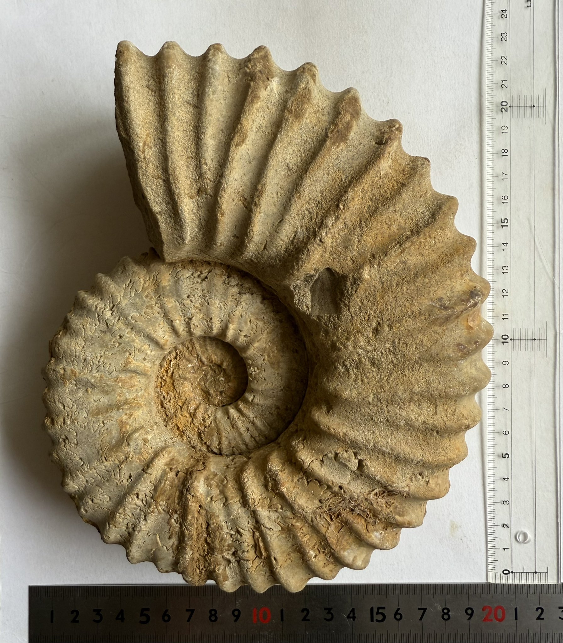 国産化石  メタプラアンモナイト２４０９１６－２ メタプラの共産化石 （前編）: 北海道＠アンモナイト日記