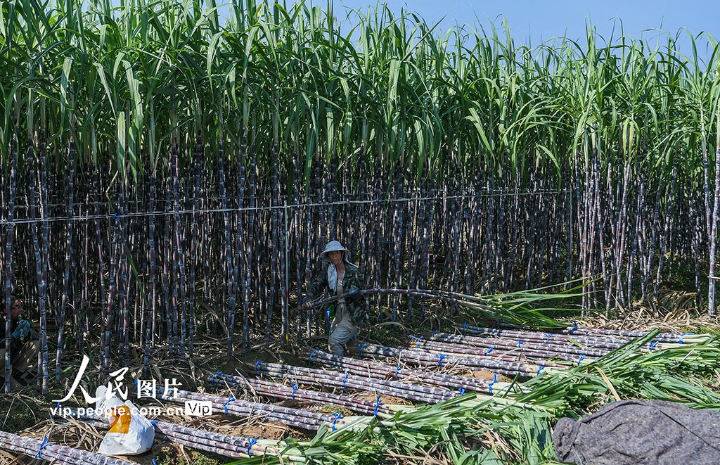 PuebloEnLnea's tweet photo. Las #cosechas de #otoño están en su apogeo en toda #China, convirtiendo los campos en un brillante mosaico de color y abundancia. #ChinaAgricultura https://t.co/EcejELregT