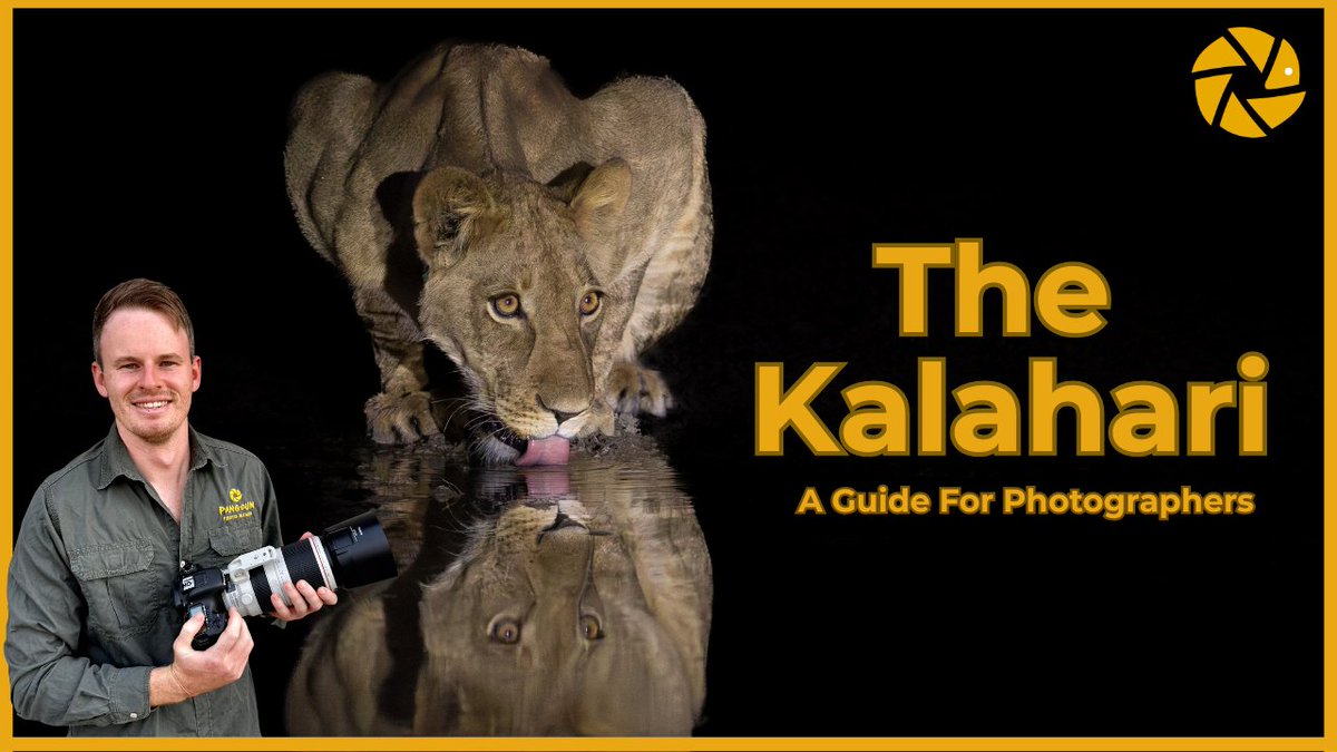 Pangolin Wildlife Photography tweet media