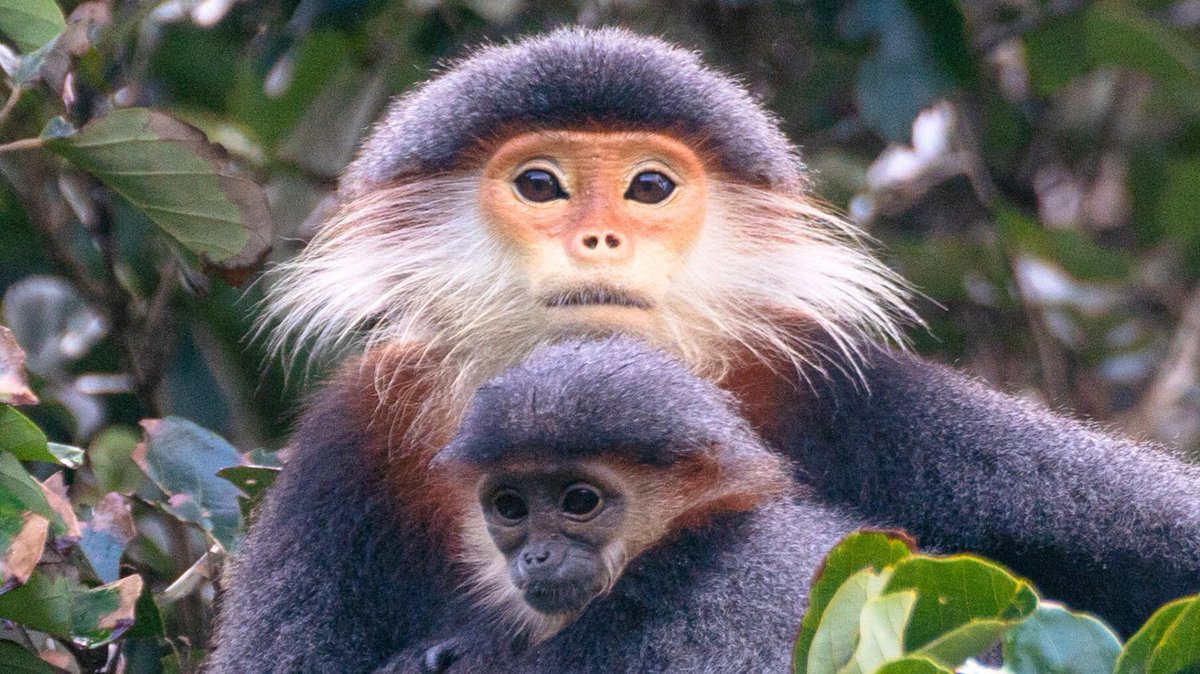 PalmOilDetect's tweet image. Vividly coloured and with a Zen-like calmness, Red-shanked Douc Langurs 🐒🙉 are critically endangered by #palmoil and other #deforestation and #hunting . Help them and be #vegan 🍅🌿🍃 #Boycottpalmoil 🌴⛔️🔥#Boycott4Wildlife @palmoildetect palmoildetectives.com/2021/01/25/red…