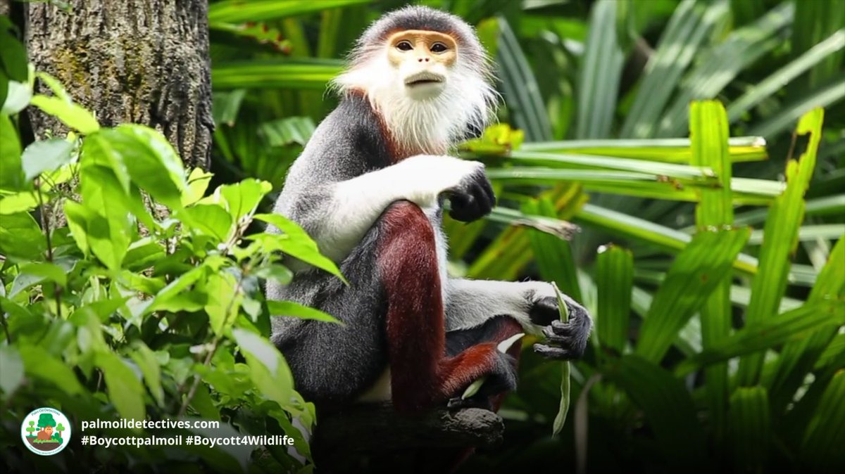 PalmOilDetect's tweet image. Vividly coloured and with a Zen-like calmness, Red-shanked Douc Langurs 🐒🙉 are critically endangered by #palmoil and other #deforestation and #hunting . Help them and be #vegan 🍅🌿🍃 #Boycottpalmoil 🌴⛔️🔥#Boycott4Wildlife @palmoildetect palmoildetectives.com/2021/01/25/red…