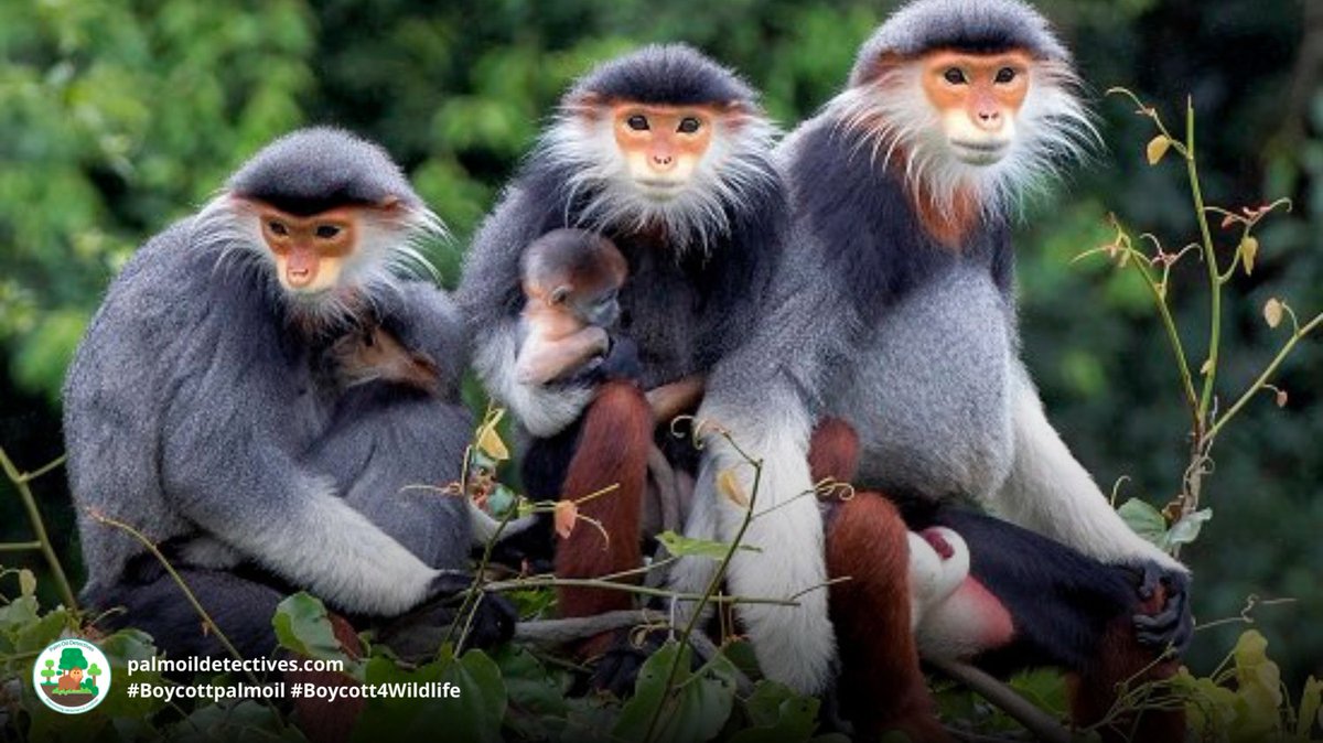 PalmOilDetect's tweet image. Vividly coloured and with a Zen-like calmness, Red-shanked Douc Langurs 🐒🙉 are critically endangered by #palmoil and other #deforestation and #hunting . Help them and be #vegan 🍅🌿🍃 #Boycottpalmoil 🌴⛔️🔥#Boycott4Wildlife @palmoildetect palmoildetectives.com/2021/01/25/red…