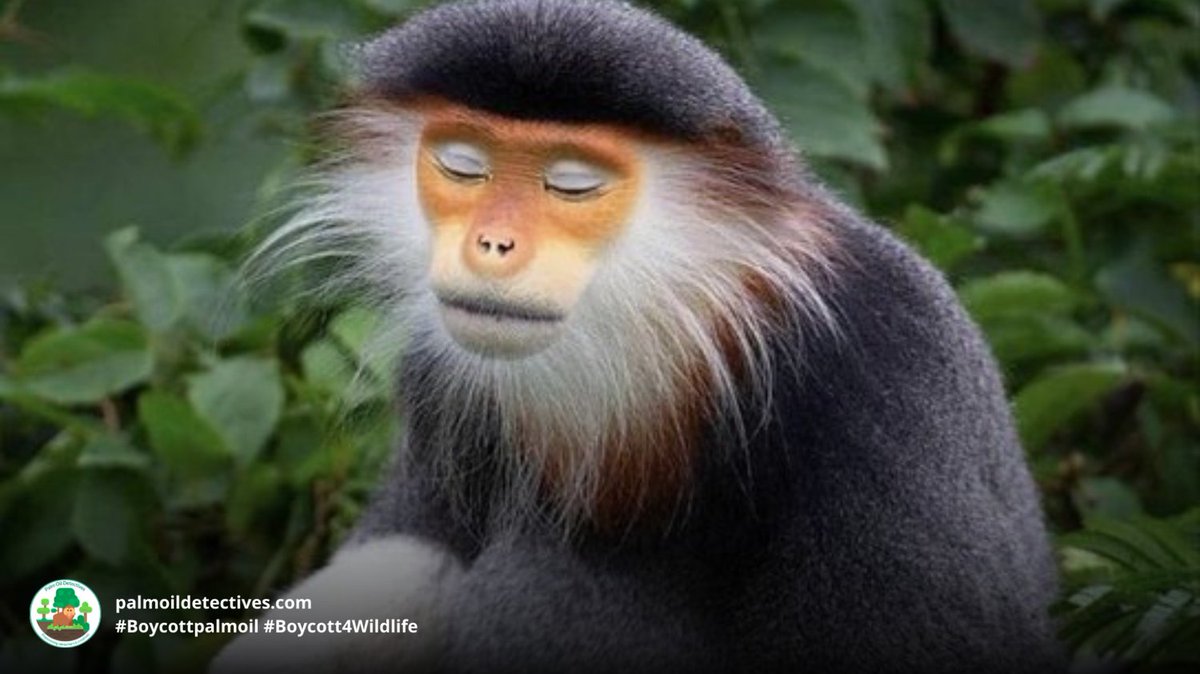 PalmOilDetect's tweet image. Vividly coloured and with a Zen-like calmness, Red-shanked Douc Langurs 🐒🙉 are critically endangered by #palmoil and other #deforestation and #hunting . Help them and be #vegan 🍅🌿🍃 #Boycottpalmoil 🌴⛔️🔥#Boycott4Wildlife @palmoildetect palmoildetectives.com/2021/01/25/red…