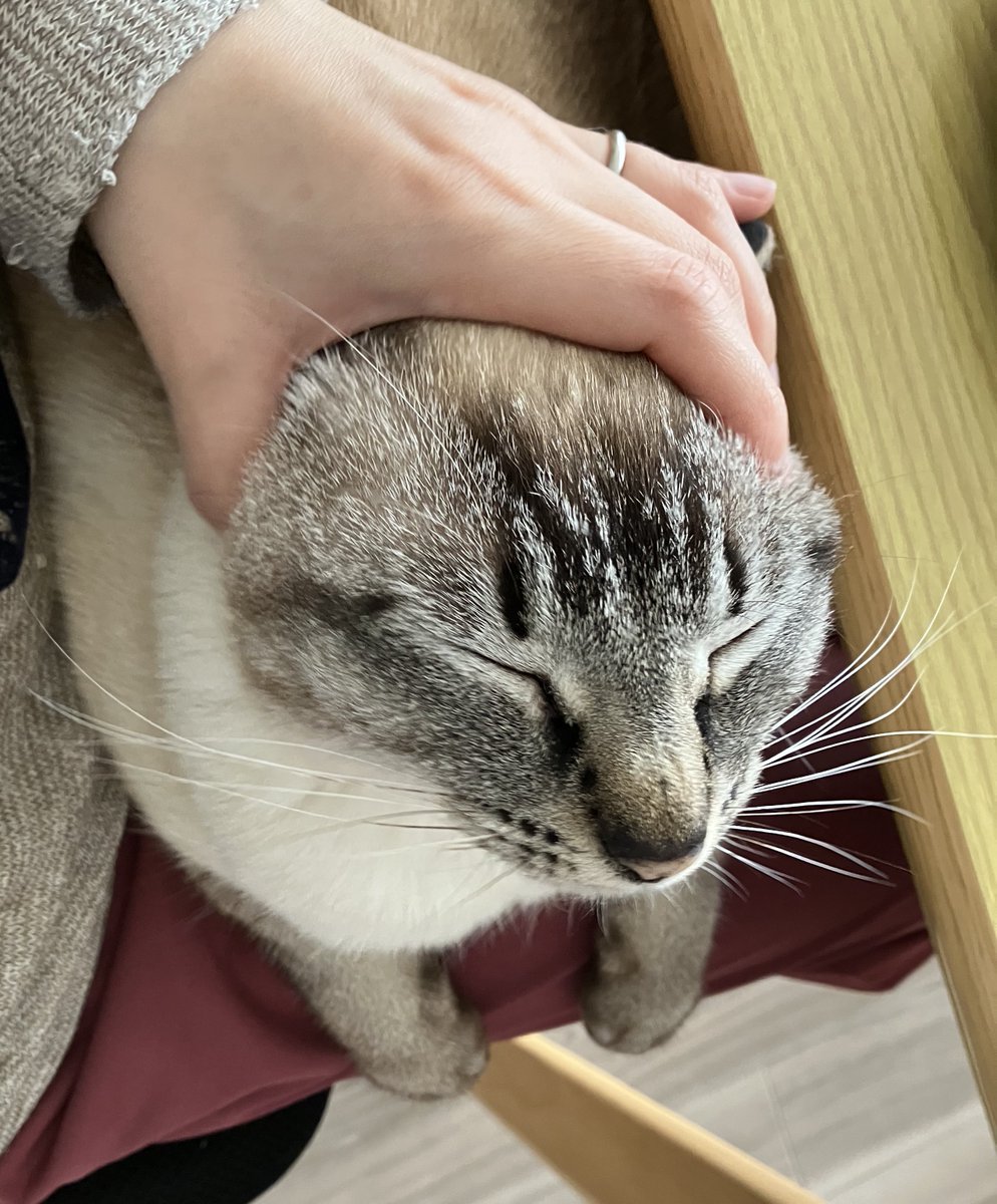 顔を伸ばされて喜ぶねこ