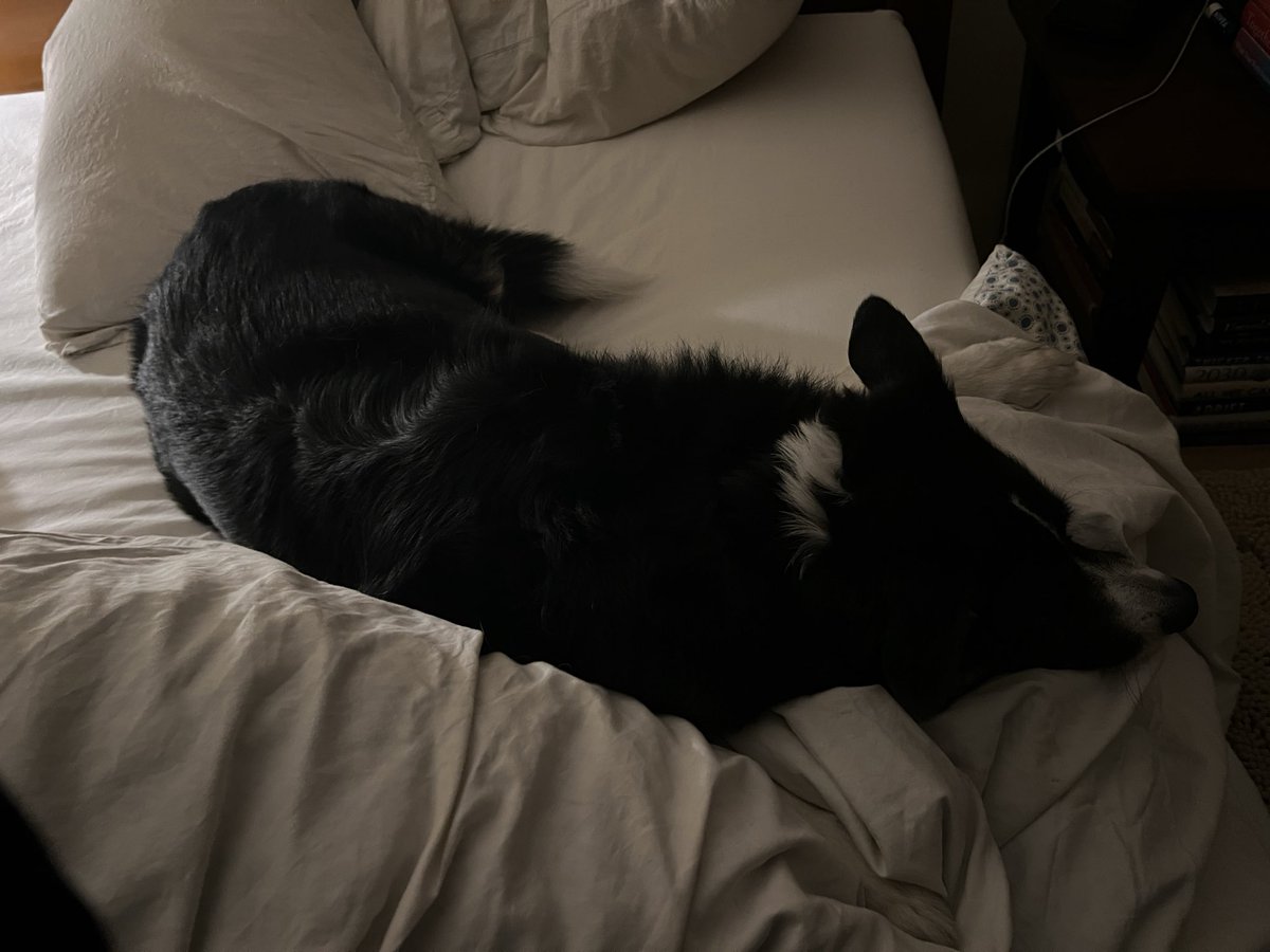 Tonight’s Turndown comes with clean sheets and thank you for a great bone for Bone Day. #bordercollie #twitterdogcommunity #dogsoftwitter