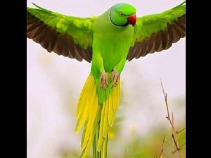 findRifaqat's tweet image. बाज चुप रहता है और आसमानों को चीरकर उड़ता रहता है!
वही तोता बोलता ज्यादा है लेकिन ऊपर ऊँची उड़ान भरने मैं पतलून ढीली हो जाती है!
आप ही बताओ बाज बनना है आपको तोता?