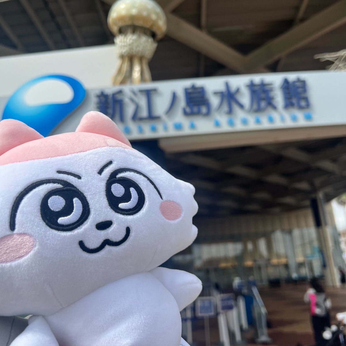 unextgoodsshop's tweet image. \\ ンめねこ ポップアップショップ by U-NEXT //

本日も皆さまのお越しをお待ちしております♪

新江ノ島水族館の目の前にある「USEN.X湘南」にてポップアップショップを開催中🐟
ンめねこと一緒に江ノ島水族館までお散歩♪癒される・・・

#江の島 #江ノ島 #ンめねこ #うすくろ #UNEXT